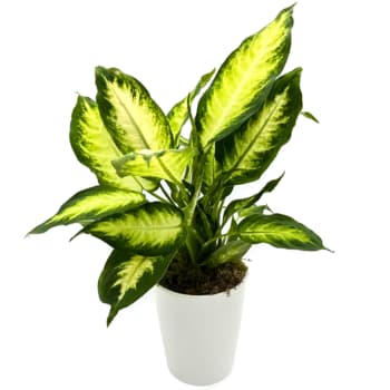Golden Glow Dieffenbachia – view 2