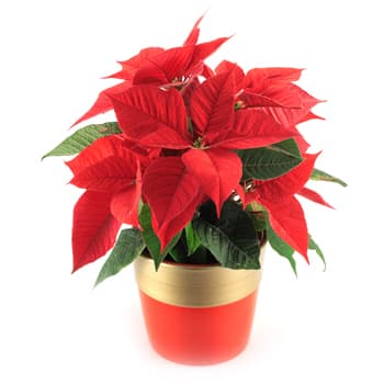 Poinsettia Plant – view 2