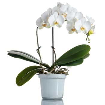 Serene White Orchid – view 2