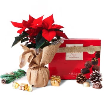 Poinsettia Plant and Holiday Chocolates – view 2
